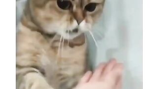 Funny Cat Moments - Animal Video