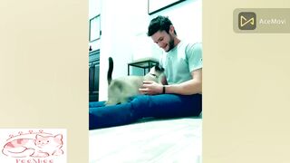 Cute Cats  Shows Love | Sharing Love | to Humans - Part 1
