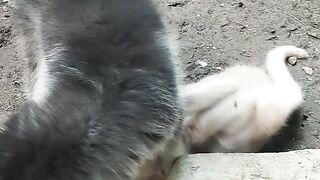 Funny cat with Dog