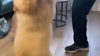 Dog dancing ????????