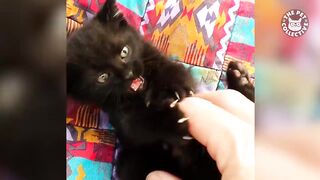 Ultimate Talking Cats Funny Pet Compilation The Pet Collective.