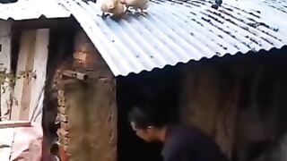 up to down fry omelette live cock