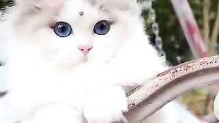 Cute cat