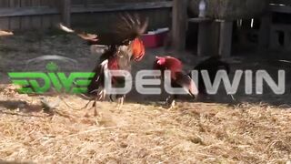 DELIWIN CLUB388 SABUNG AYAM BANGKOK