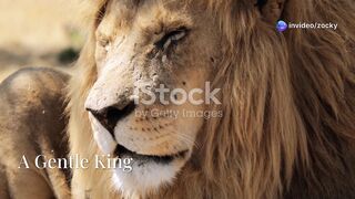 Rockin' Lion: The King of the Jungle Jams.