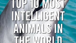 Too ten intelligent animals