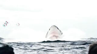 Wildlife big Fish in Sea