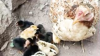 Entertainment