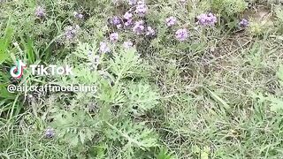 Butterfly dance on the grass