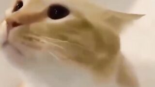 Cute Cat Noises