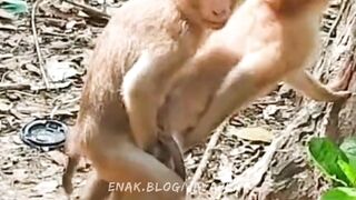 lagi santai kawan | javaplay