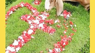 Orang berduka, kambing berpesta!