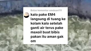 Pemupukan air kolam dengan Em4, bibis pakan dengan Maxoil, AMAN atau TIDAK❓