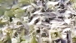 Ini dia POMPA air celup yang saya gunakan dikolam pembenihan dan pendederan lele