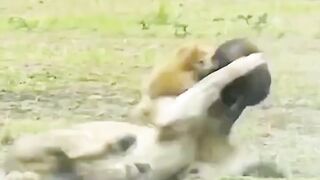 lion vs wolf
