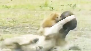 singa vs serigala