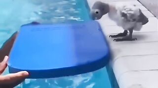 nice crazy # video please like share comment
