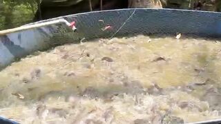 Resiko memberi pelet kering dan berlebihan pada ikan lele