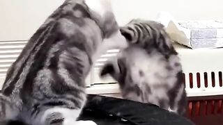 Cute cat