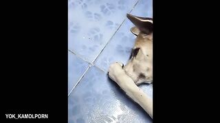 Dogs Funny clips May 2025