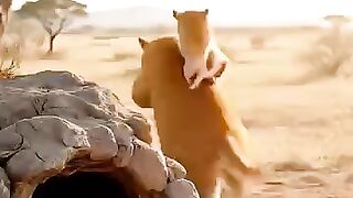 cat and lion party
