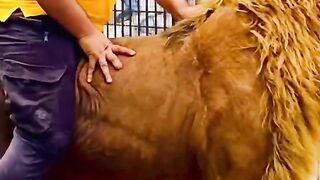 Mian saqib lion ???? riding