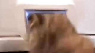 Funny vido it very funny vido