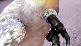Parrot rock out