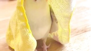 Birds lover ????