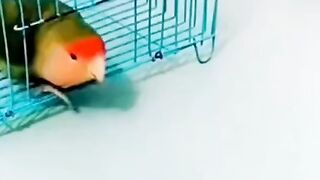 Birds lover game