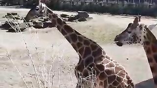 Dublin zoo
