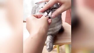 Funniest Cats and Dogs Clip 2025????????Try Not To Laugh????