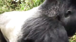 Big Gorilla