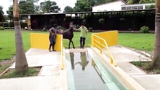 Horse Swimming