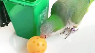 Working cute parrot ????