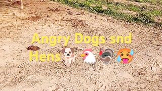 Dogs and hens
