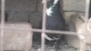Online arnav