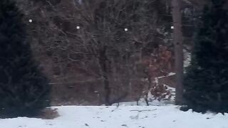 Snow in Korea
