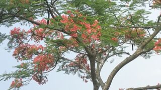 কৃষ্ণচূড়া