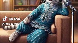 Funny cat videos