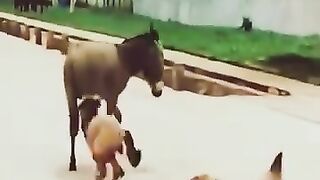 Animal funny video of the day