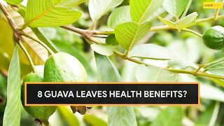 Benefits of eatting Guava Leaves