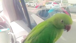 Parrot talking