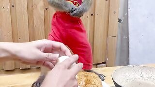 "Monkey Chef: 5-Star Chaos in the Kitchen!"