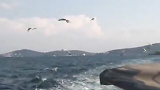 video1