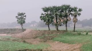 বারা গাছ????
