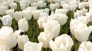 একজন মানুষ এত পারফেক্ট কিভাবে হতে পারে