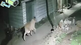 Online videos