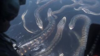 Big snacks in water at looking