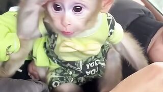 Monkey is beauty's